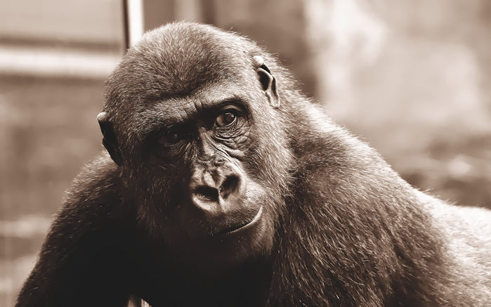 点击大图看下一张：一组憨厚可爱的大猩猩图片欣赏