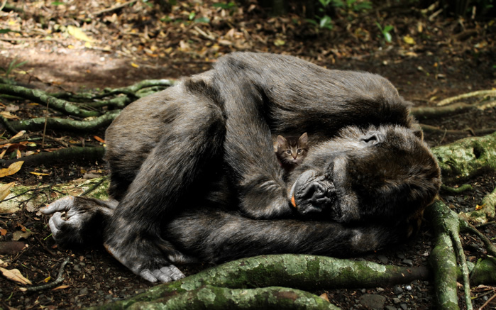 点击大图看下一张：一组憨厚可爱的大猩猩图片欣赏