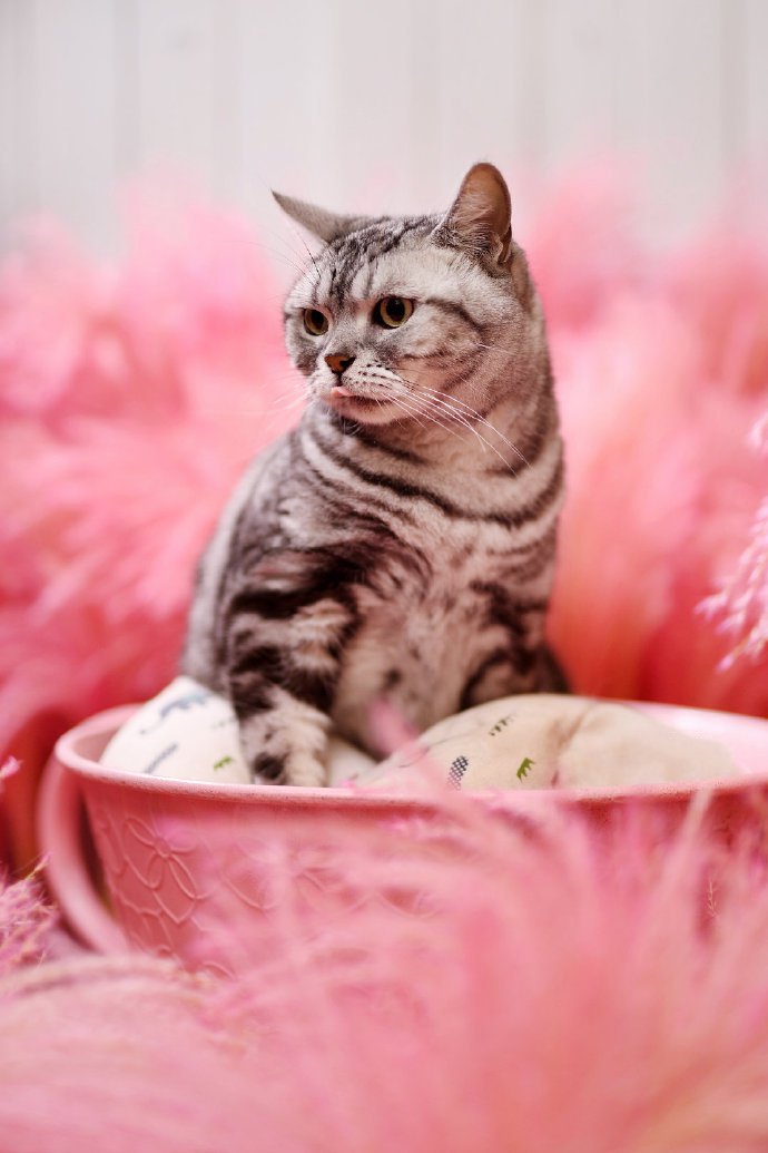 点击大图看下一张：一组粉色背景下的小猫猫图片欣赏