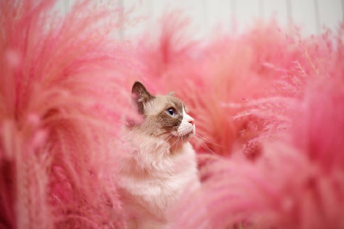 点击大图看下一张：一组粉色背景下的小猫猫图片欣赏