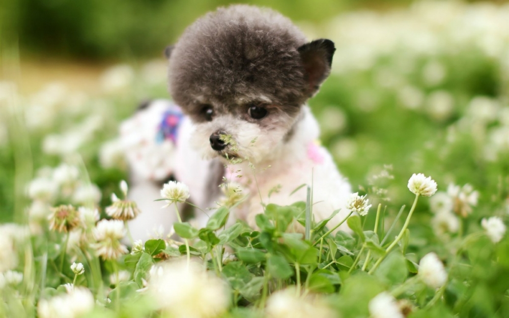 点击大图看下一张：一组超可爱呆萌的小狗狗图片