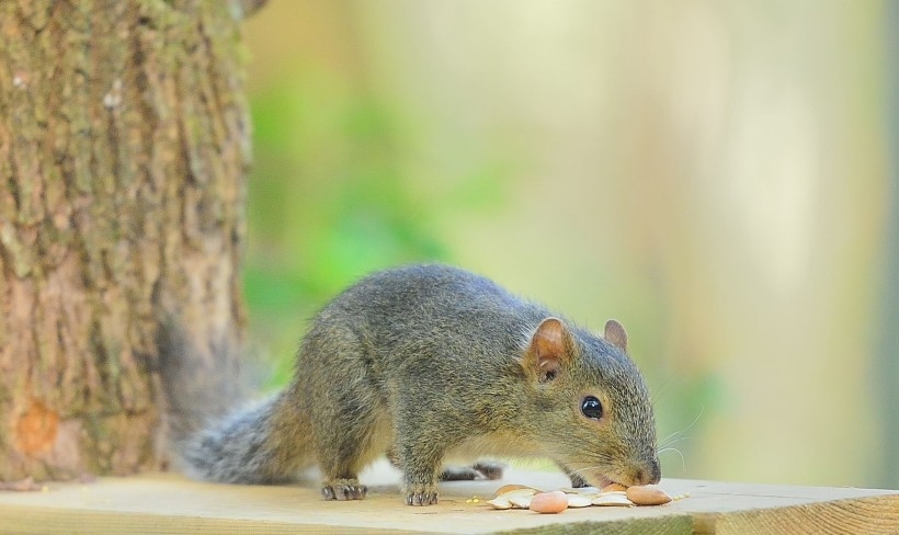 点击大图看下一张：在吃坚果的可爱小松鼠图片