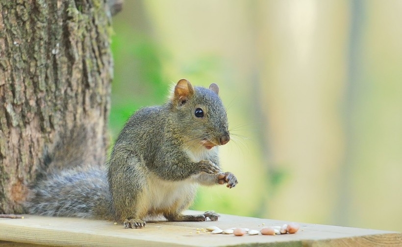 点击大图看下一张：在吃坚果的可爱小松鼠图片