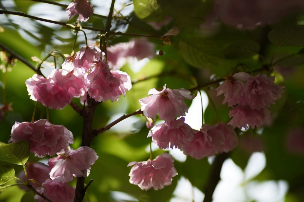 点击大图看下一张：一组好看的樱花晚樱图片欣赏
