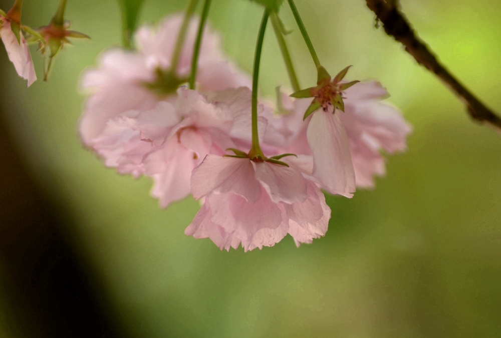 点击大图看下一张：一组好看的樱花晚樱图片欣赏