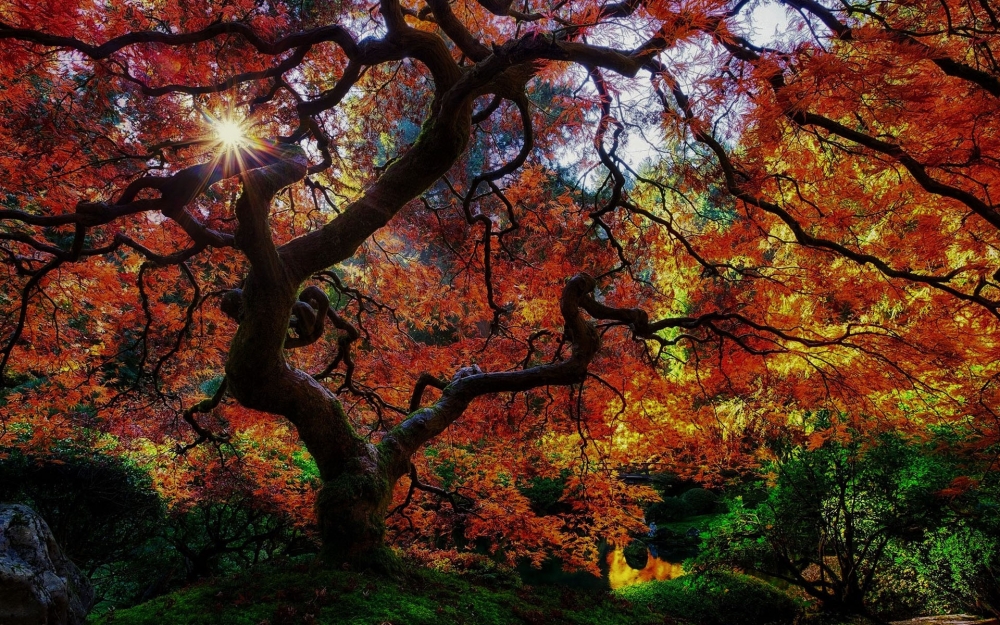 点击大图看下一张：静谧森林秋天唯美风景图片桌面壁纸
