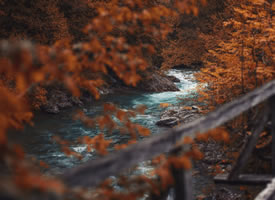 静谧森林秋天唯美风景图片桌面壁纸