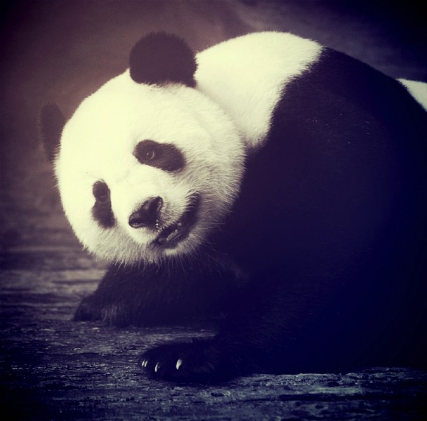 点击大图看下一张：一组无敌可爱的大熊猫图片