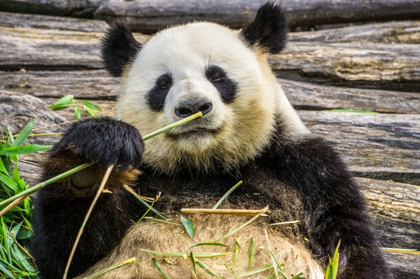 点击大图看下一张：一组无敌可爱的大熊猫图片
