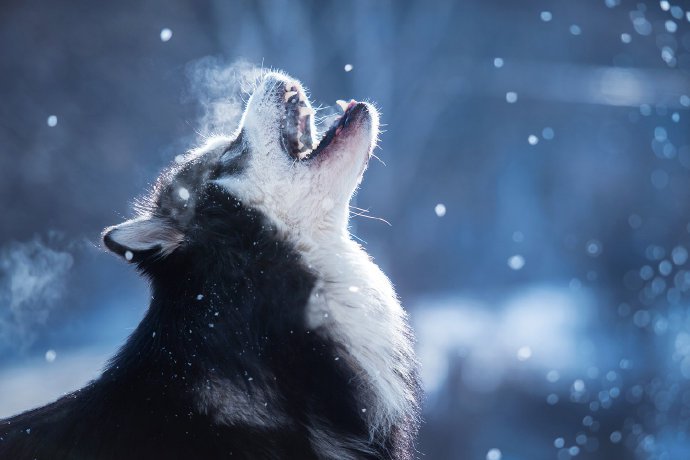 点击大图看下一张：冬天里的小狗狗艺术照图片
