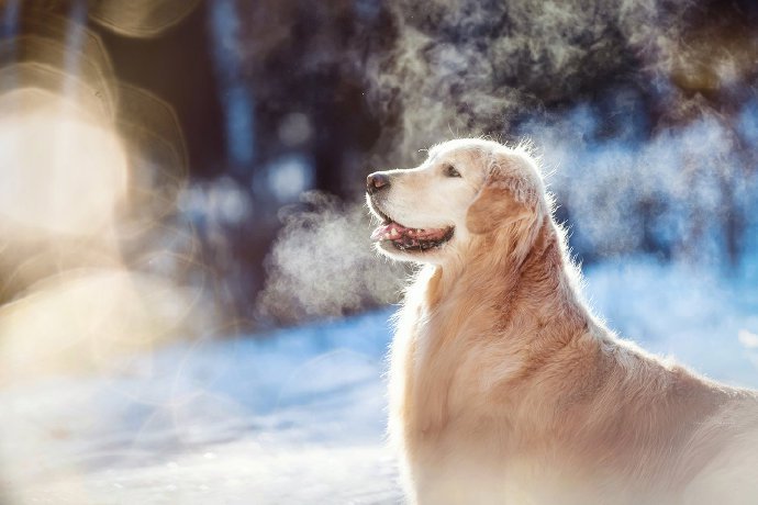点击大图看下一张：冬天里的小狗狗艺术照图片