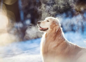 冬天里的小狗狗艺术照图片