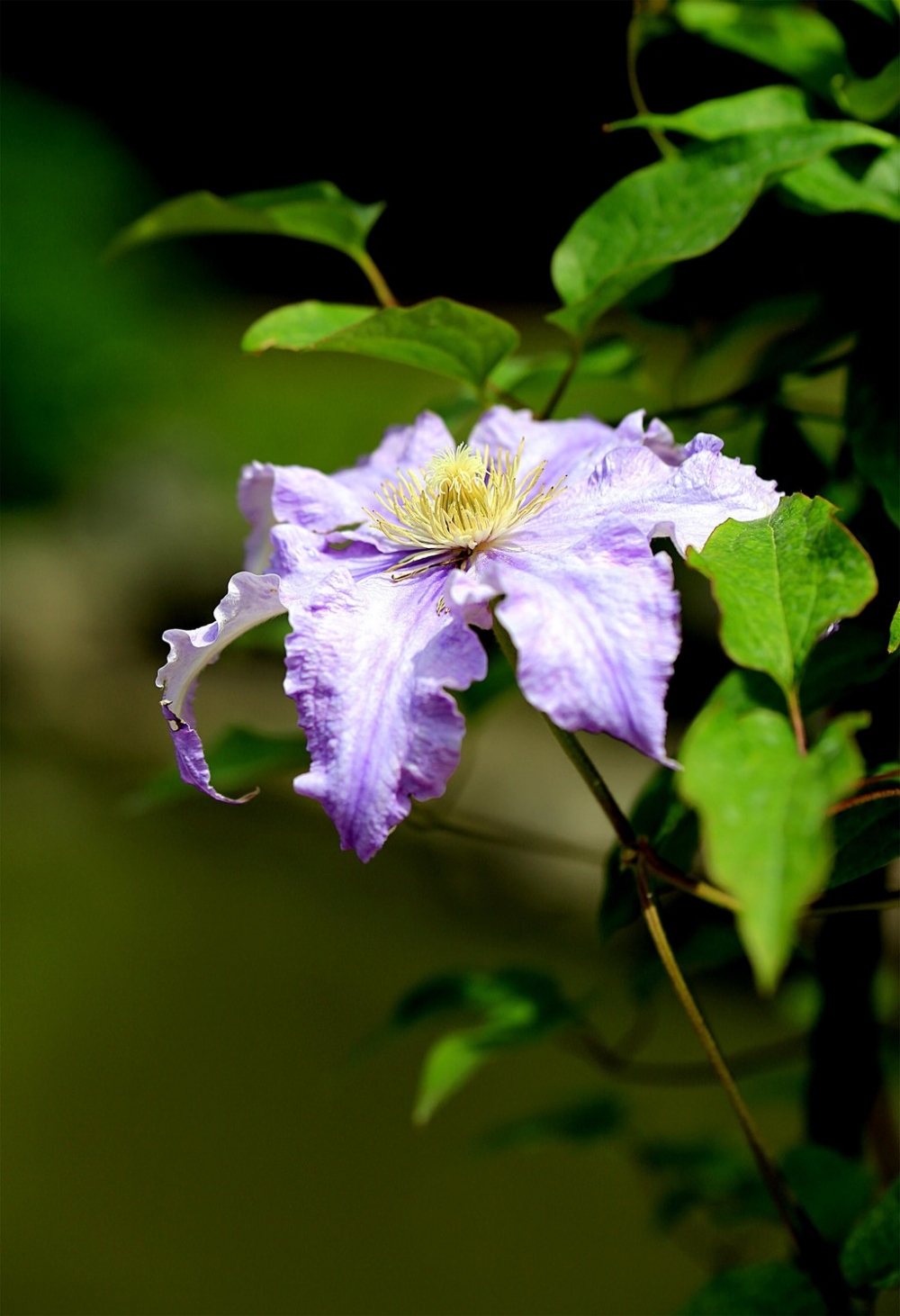 点击大图看下一张：藤蔓植物的漂亮花朵图片欣赏