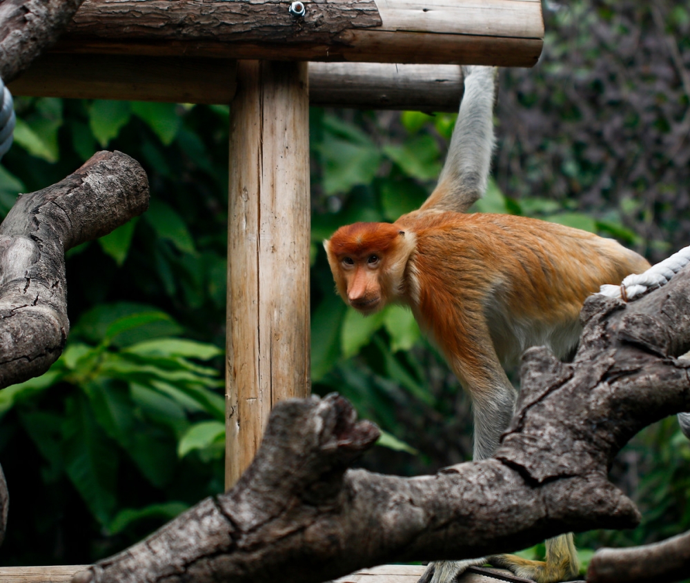 点击大图看下一张：动物园里顽皮的猴子图片大全