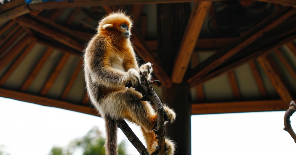 点击大图看下一张：动物园里顽皮的猴子图片大全