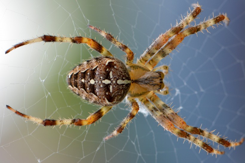 点击大图看下一张：蜘蛛微距离拍摄高清图片欣赏