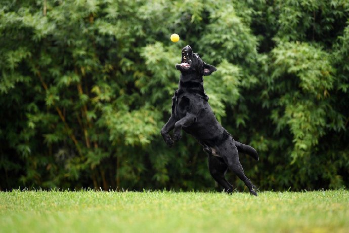 点击大图看下一张：一组黑色可爱聪明的拉布拉多狗狗