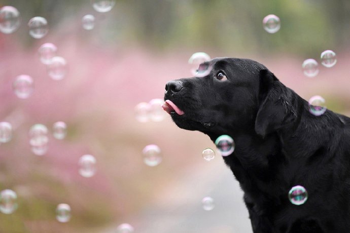 点击大图看下一张：一组黑色可爱聪明的拉布拉多狗狗