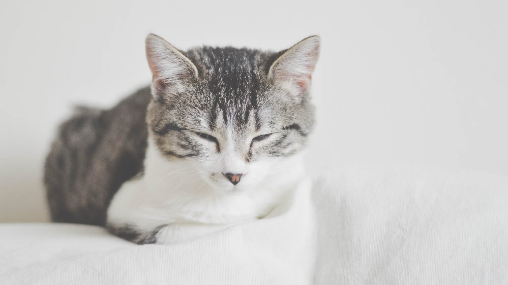 点击大图看下一张：睡梦中的小猫猫咪图片