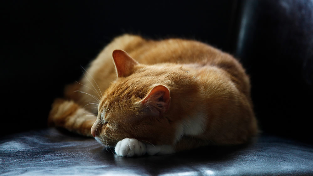 点击大图看下一张：睡梦中的小猫猫咪图片