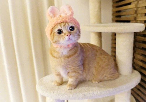 点击大图看下一张：一组超萌可爱的小猫图片