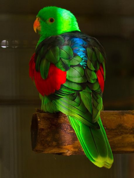 点击大图看下一张：折衷鹦鹉又名红胁绿鹦鹉