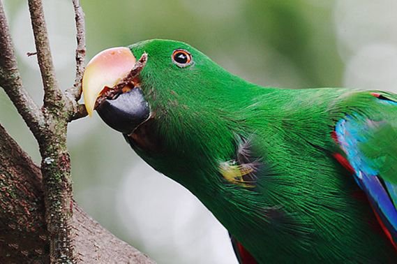 点击大图看下一张：折衷鹦鹉又名红胁绿鹦鹉