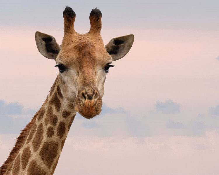 点击大图看下一张：世界上最高的动物长颈鹿头部图片