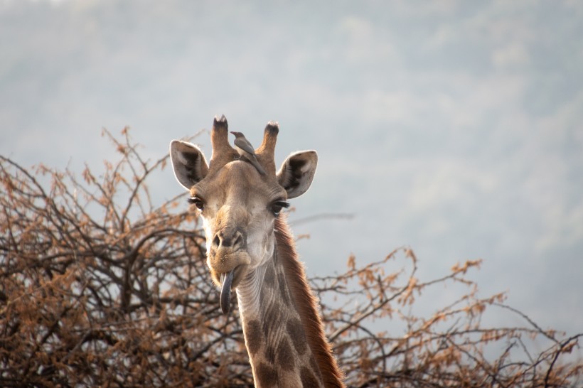 点击大图看下一张：世界上最高的动物长颈鹿头部图片