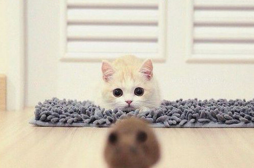 点击大图看下一张：可爱的小奶猫图片