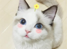 可爱的小奶猫图片
