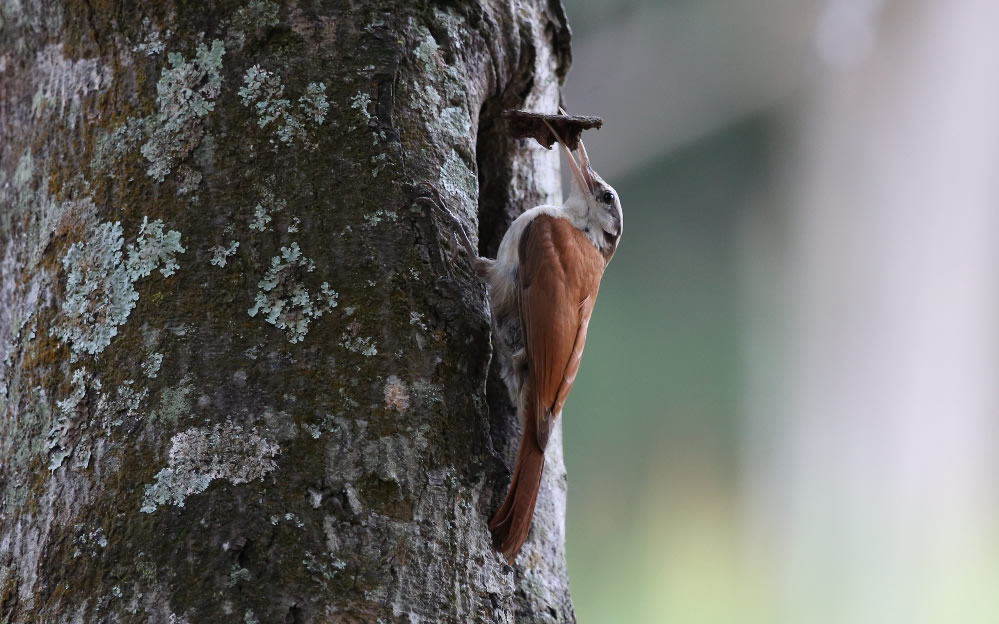 点击大图看下一张：森林医生啄木鸟图片