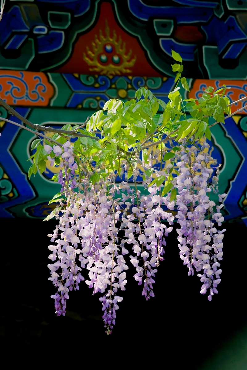 点击大图看下一张：一组庭院光影紫藤花图片欣赏