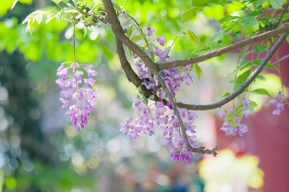 点击大图看下一张：一组庭院光影紫藤花图片欣赏
