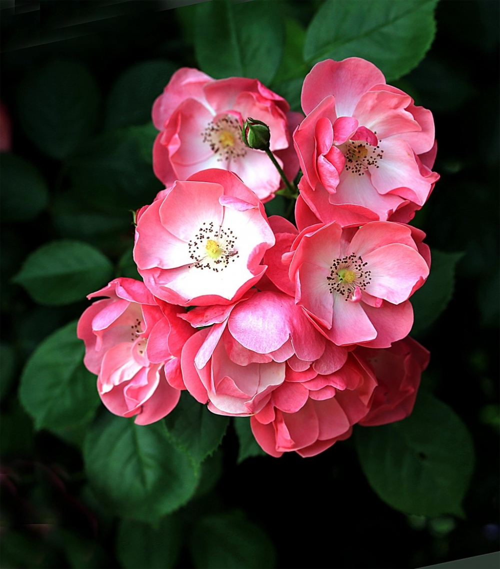 点击大图看下一张：一组花团锦簇的蔷薇花图片
