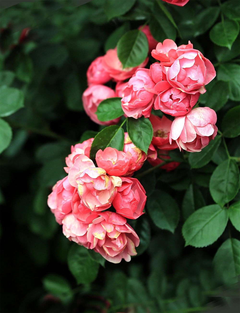 点击大图看下一张：一组花团锦簇的蔷薇花图片