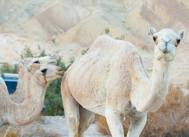 任劳任怨的骆驼高清图片