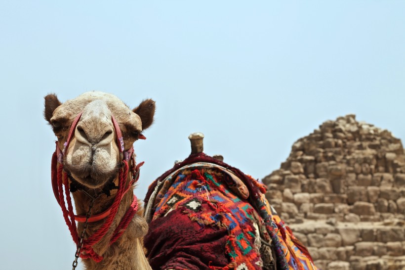 点击大图看下一张：任劳任怨的骆驼高清图片