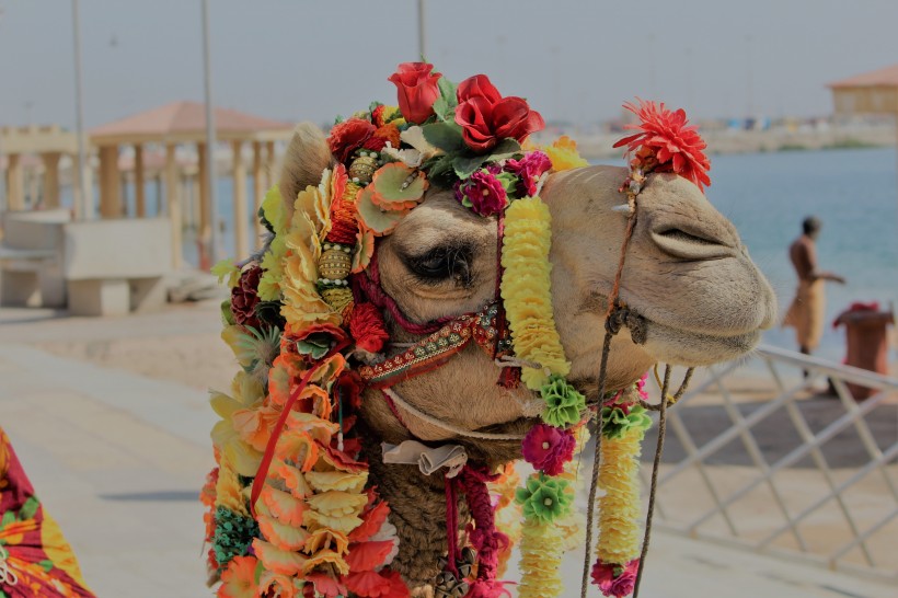 点击大图看下一张：任劳任怨的骆驼高清图片