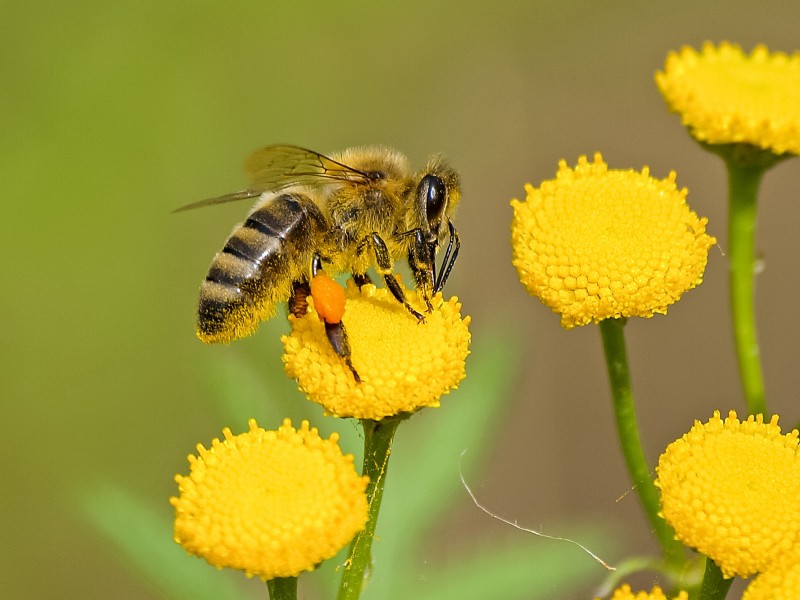 点击大图看下一张：正在辛勤工作的蜜蜂图片欣赏