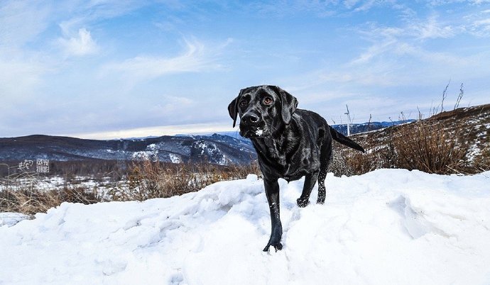 点击大图看下一张：雪地里单纯可爱的拉布拉多图片欣赏