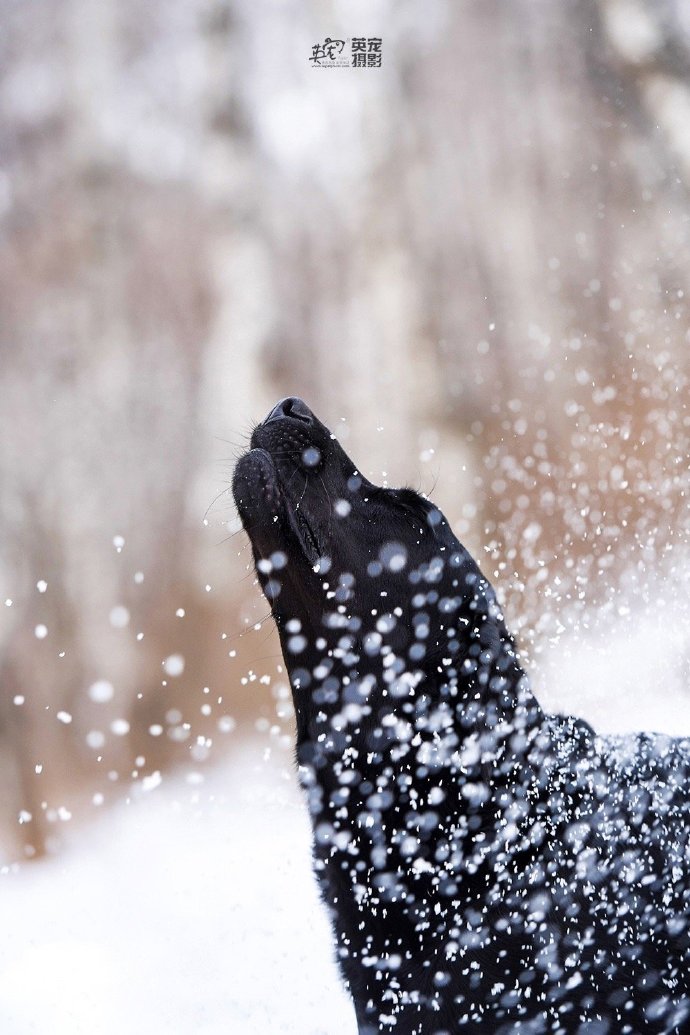 点击大图看下一张：雪地里单纯可爱的拉布拉多图片欣赏