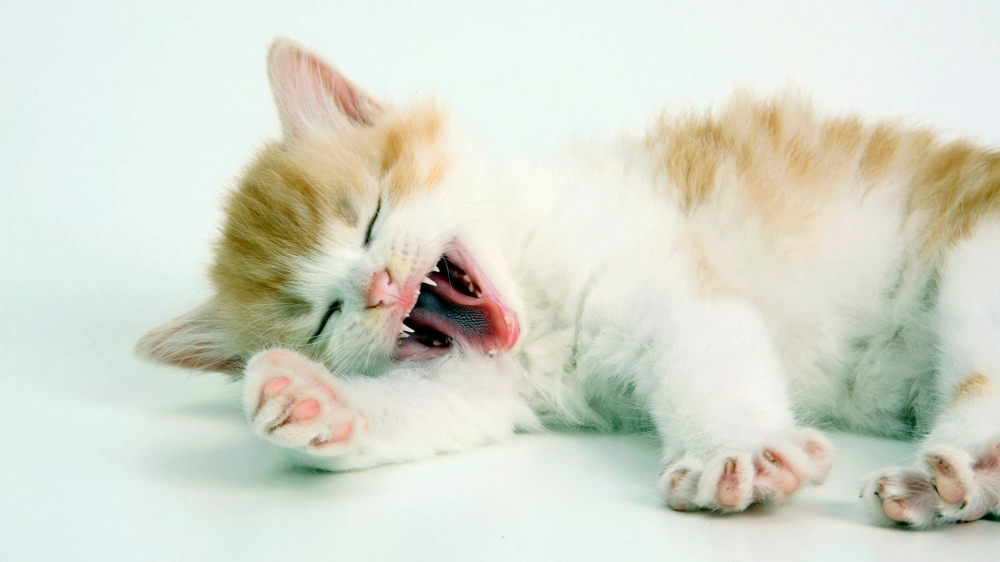 点击大图看下一张：睡梦中的小猫图片