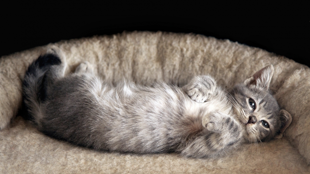 点击大图看下一张：睡梦中的小猫图片
