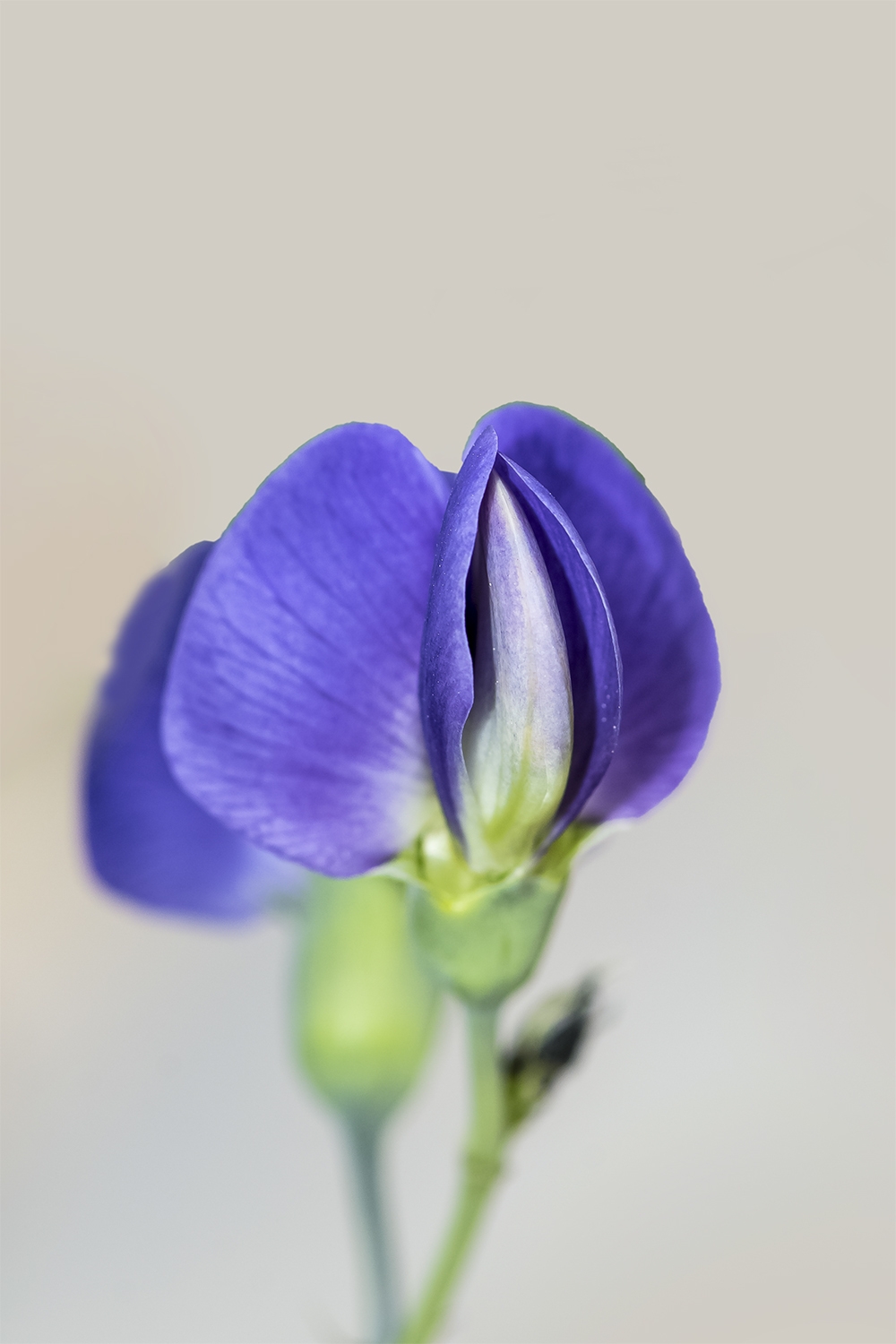 点击大图看下一张：一组清新唯美的紫色豆花开