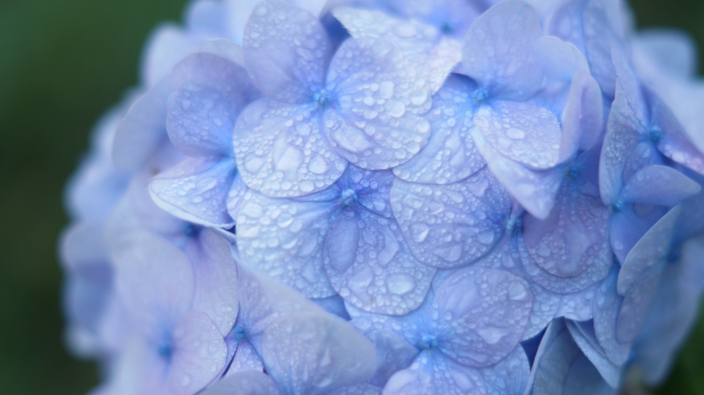 点击大图看下一张：清新唯美花卉摄影图片电脑壁纸