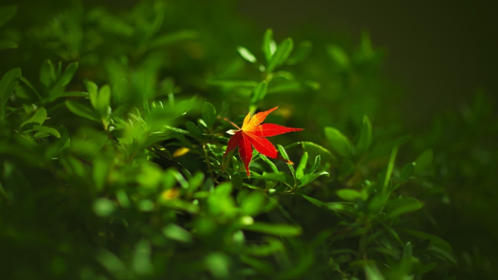 点击大图看下一张：超美植物花卉摄影图片电脑壁纸