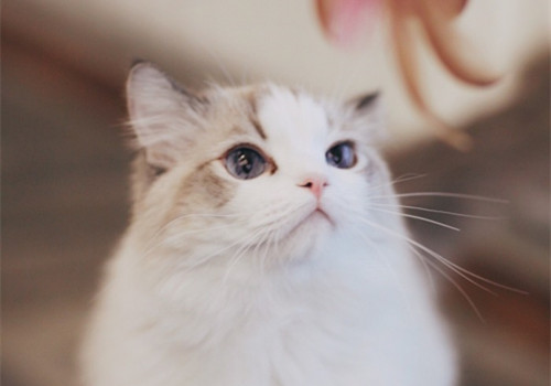 点击大图看下一张：乖巧漂亮布偶猫图片