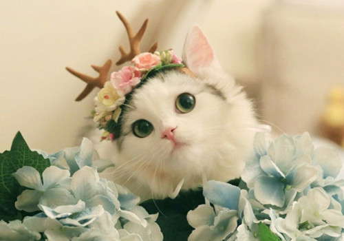 点击大图看下一张：乖巧漂亮布偶猫图片