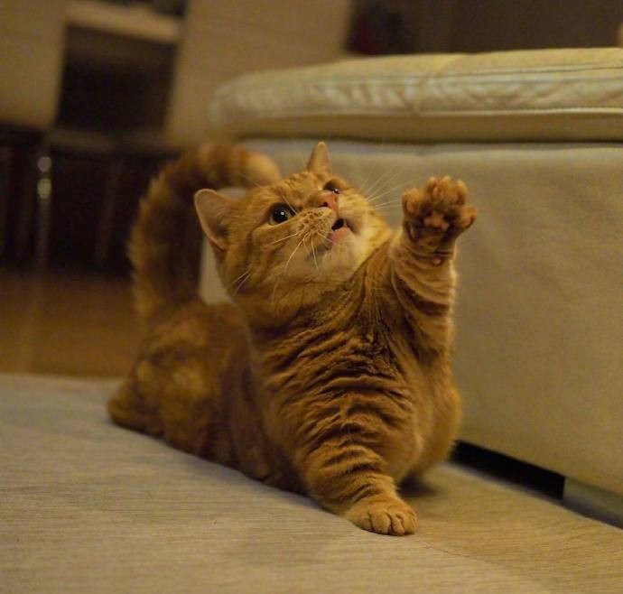 点击大图看下一张：小猫举爪爪的可爱图片欣赏